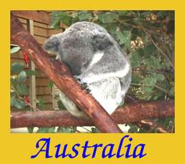 koala
